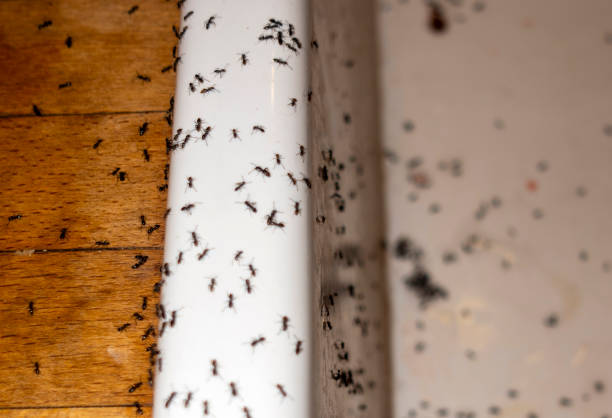Best Best Pest Control Companies  in Aloha, OR